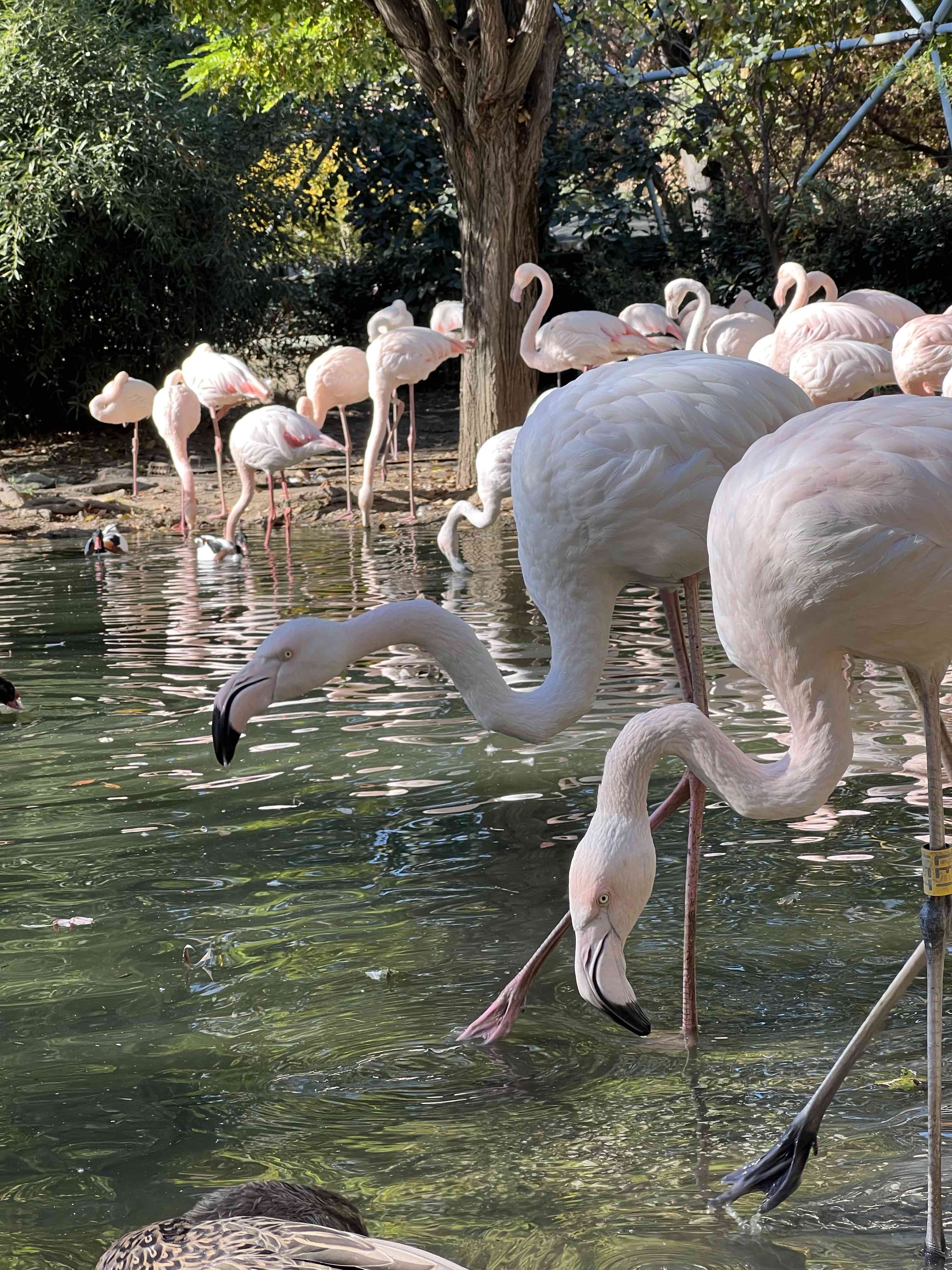 Flamingos in Bursa Zoo