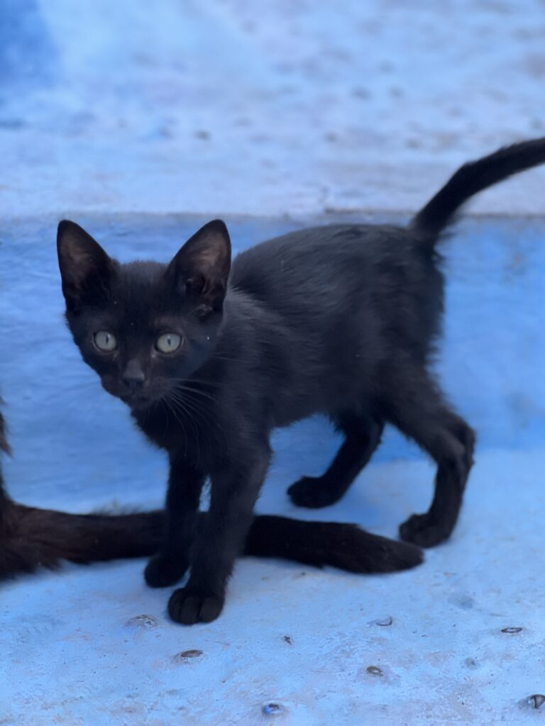 Black kitten in Chefchaouen