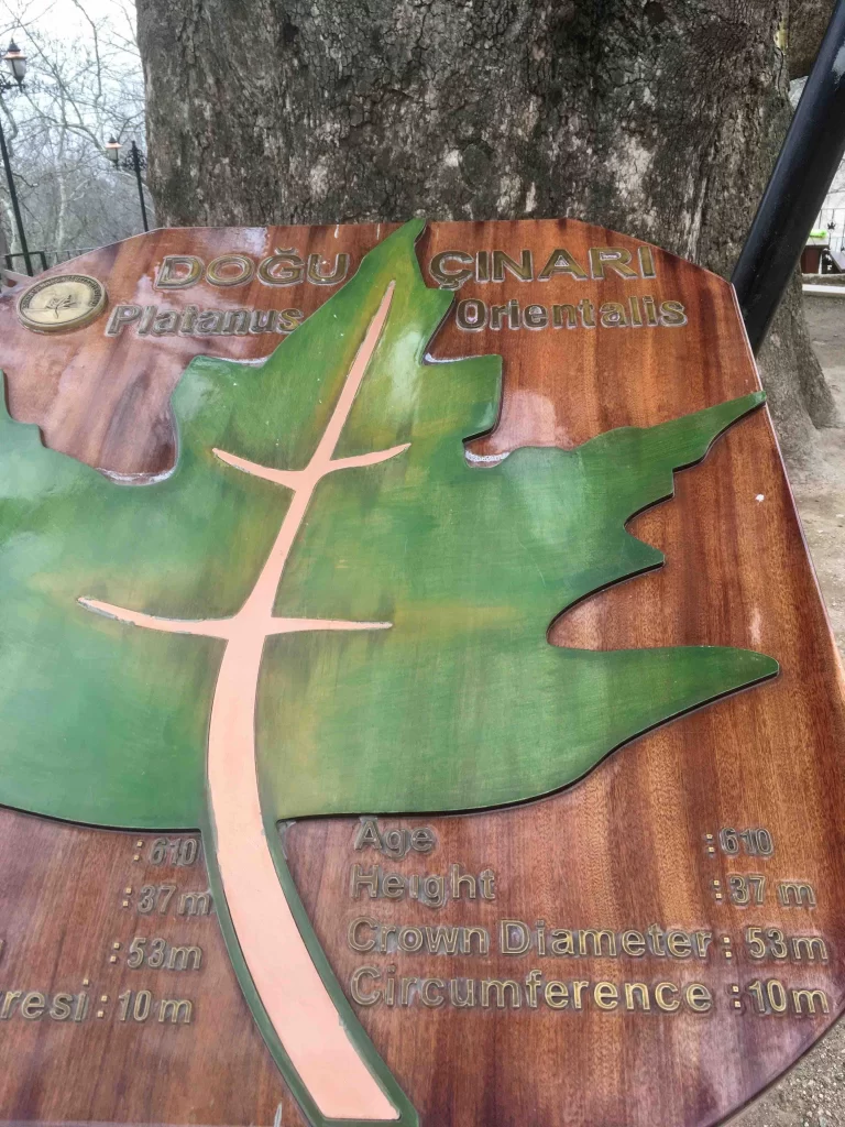 Inkaya tree in Bursa