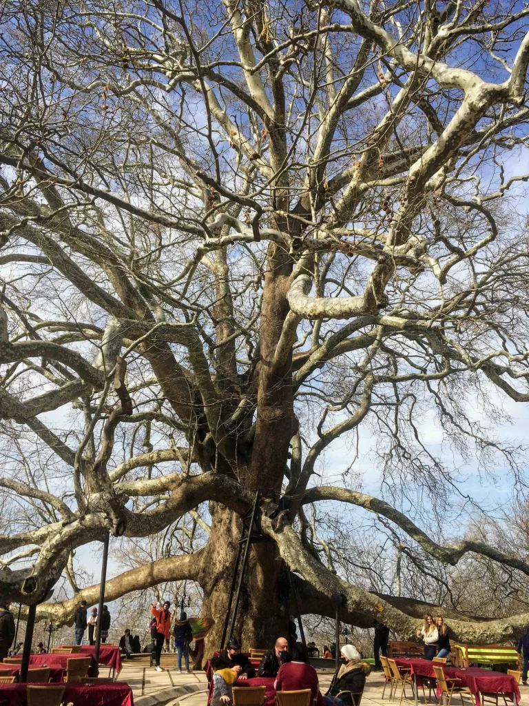 Inkaya Tree in Bursa